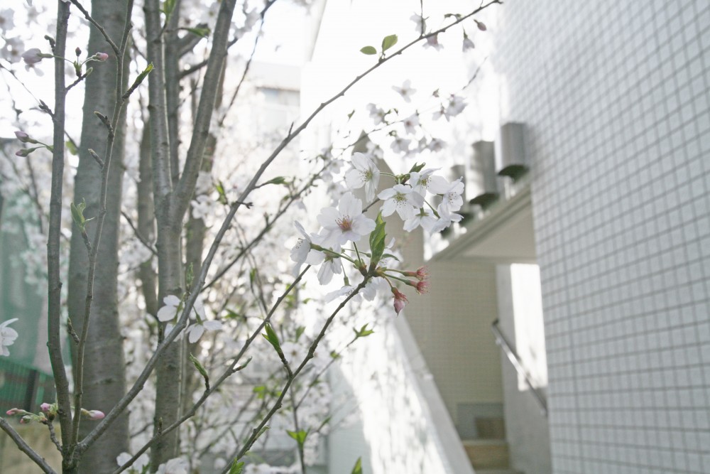屋外共用スペース・桜の庭園